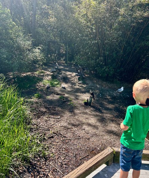 Charles Towne Landing animals