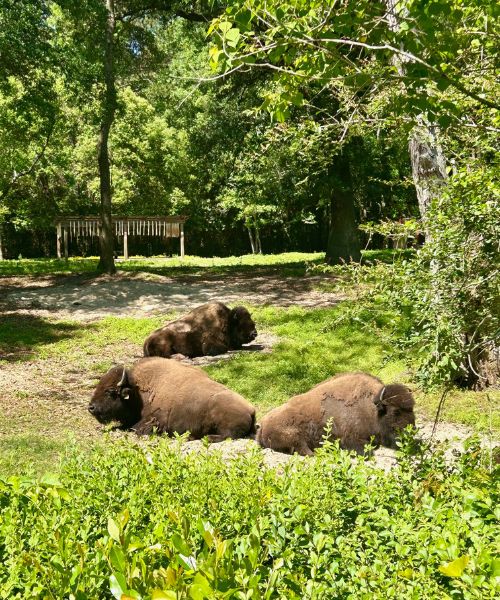 Charles Towne Landing buffalo