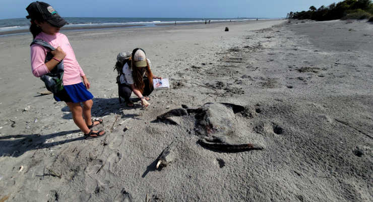 Sea turtle on Morris Island
