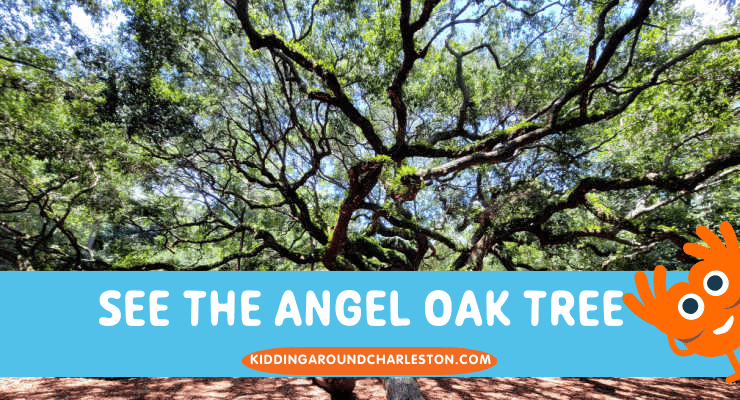 See the Angel Oak Tree in Charleston, SC