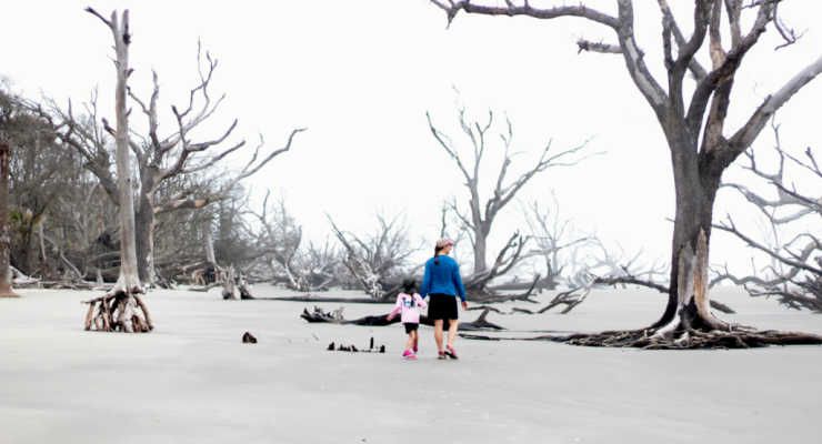 Boneyard Beach on Bills Island Near Charleston, SC