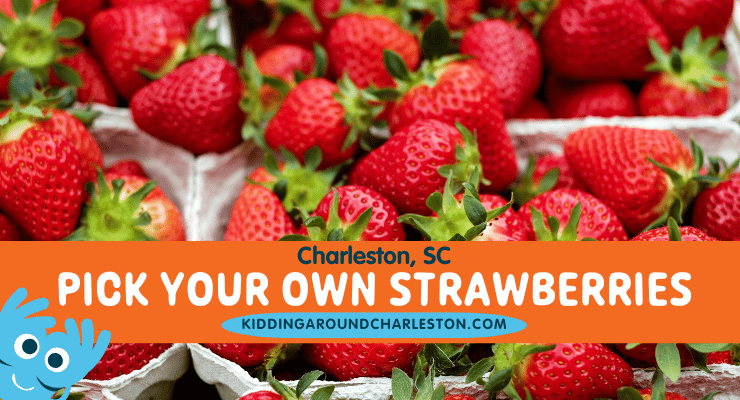 Strawberry picking in Charleston