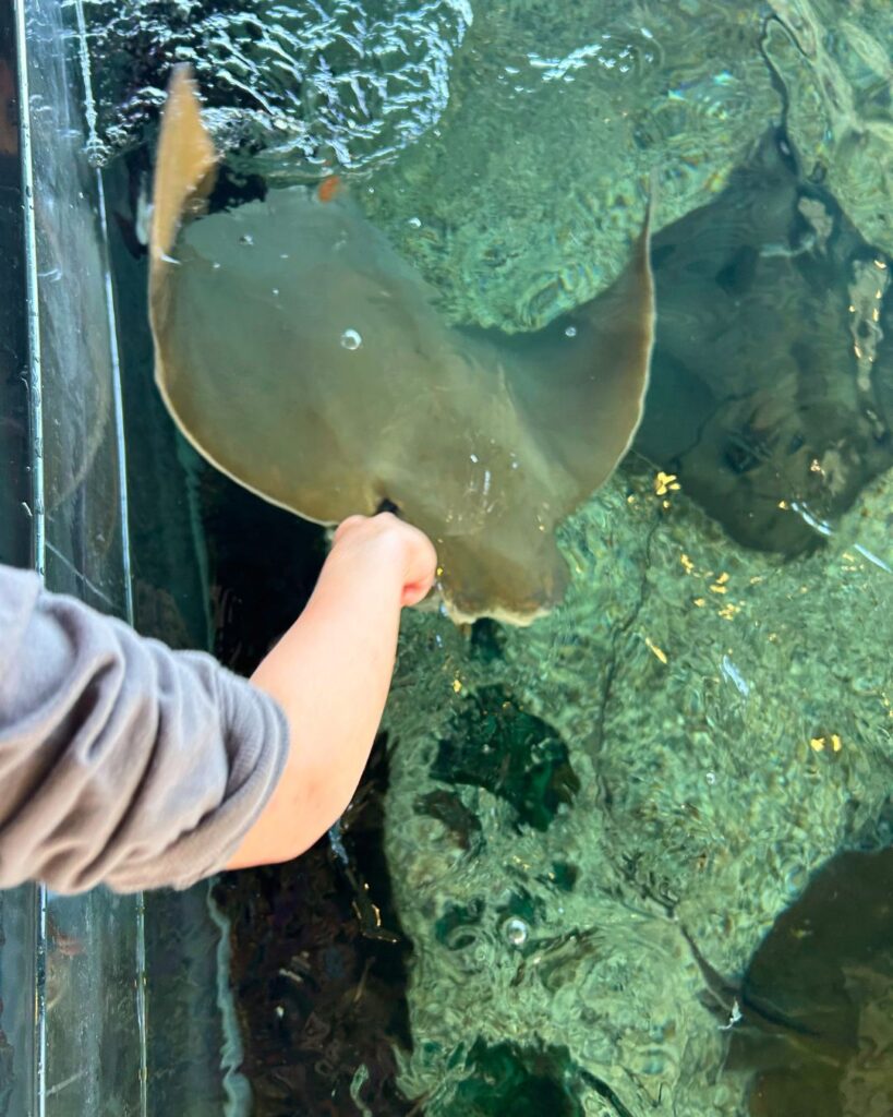 Petting rays at the SC Aquarium