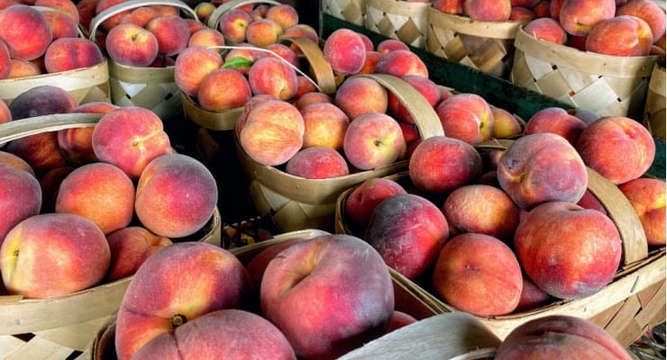 peaches at Bush