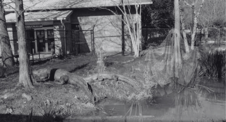 Haunted Cypress Gardens