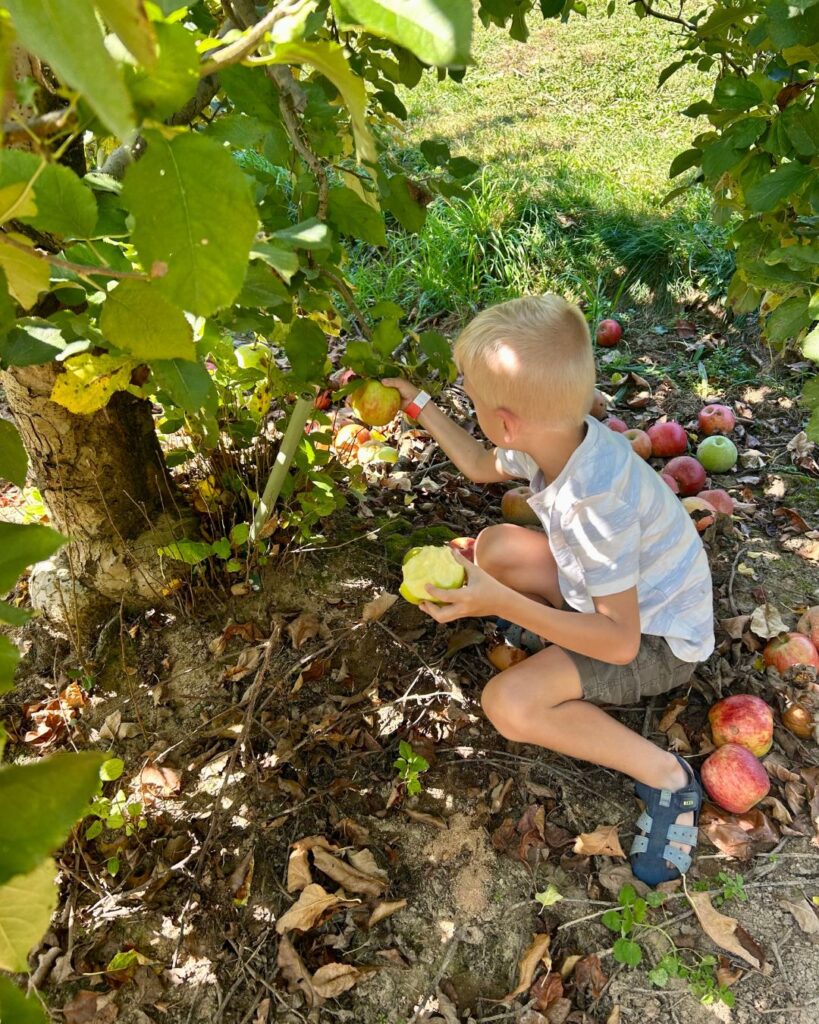 Apples at Stepps Orchard