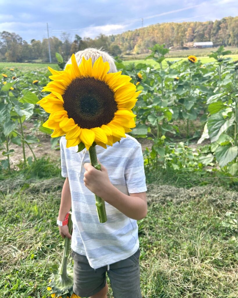Sunflowers at Stepps Orchard, fall camping in Saluda, NC