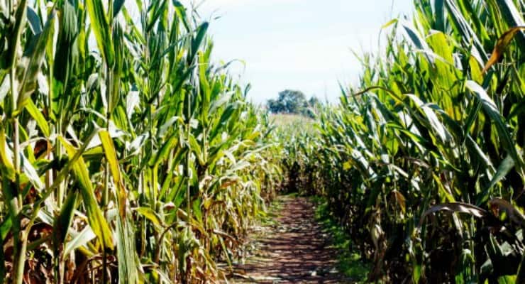 Corn maze