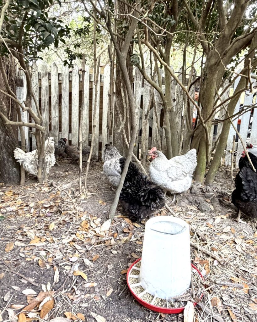 Chickens