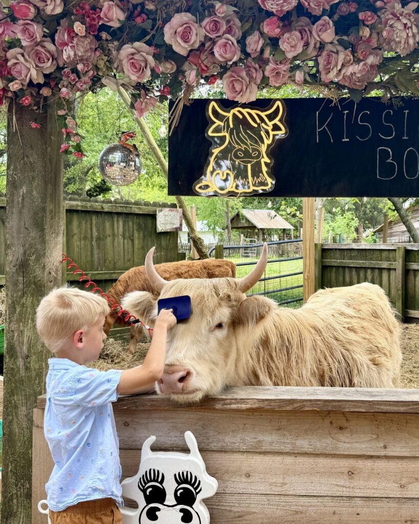 The most adorable and friendly cow ever, at Flowertown Charm