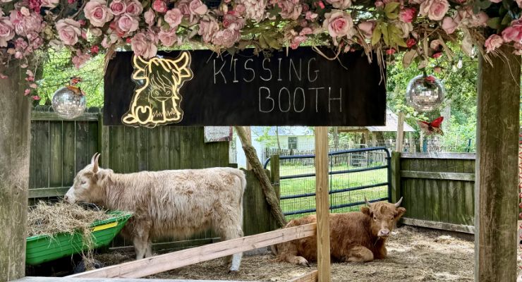 Cows at Flowertown charm
