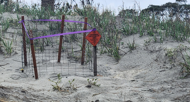Hunting island Loggerhead nest