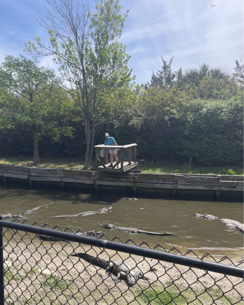 Alligator feeding at Alligator Adventure in Myrtle Beach