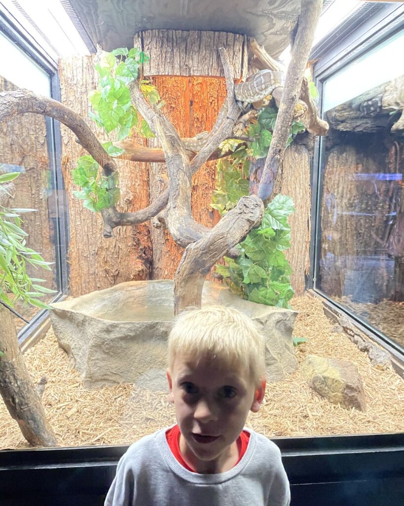 Alligator Adventure