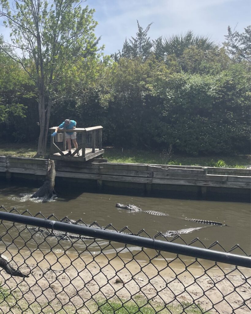Alligator feeding at Barefoot Landing, Myrtle Beach, Alligator Adventure