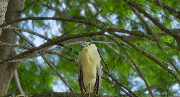 Gorgeous bird