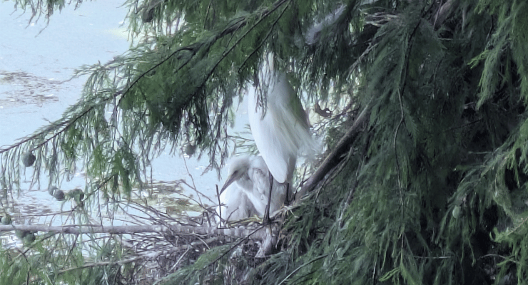 Birds and babies at the Port Royal Cypress Wetlands