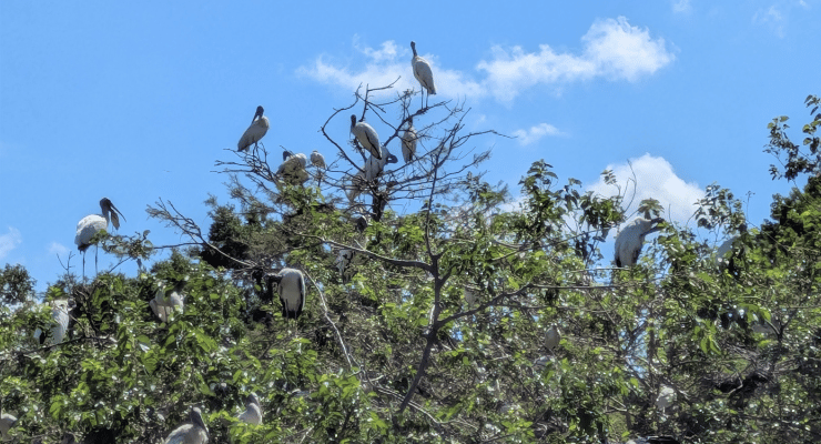 Trees full of birds