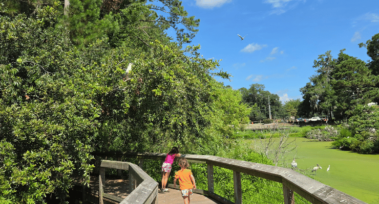 Boardwalk at the Port Royal Cypress Wetlands
