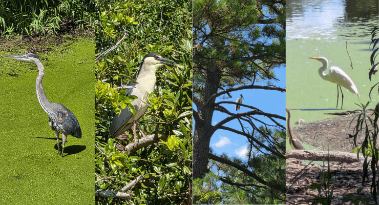 Port Royal Cypress Wetland birds