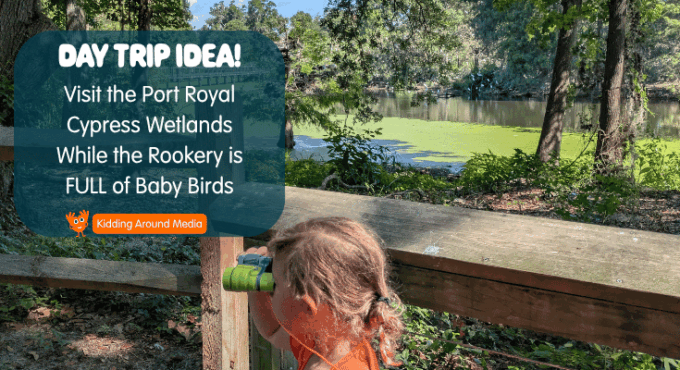 Visiting the Rookery at the Port Royal Cypress Gardens