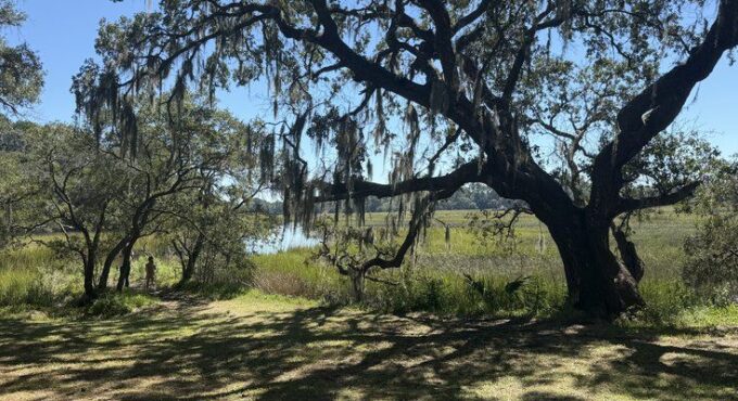 A large live oak draped in Spanish moss beside the salt marsh at Old Towne Creek County Park in West Ashley