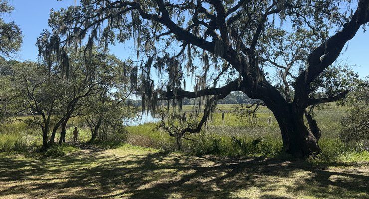 A large live oak draped in Spanish moss beside the salt marsh at Old Towne Creek County Park in West Ashley